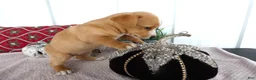 Chorkie dogs for sale: Chorkie 3 Apena - Ad 4