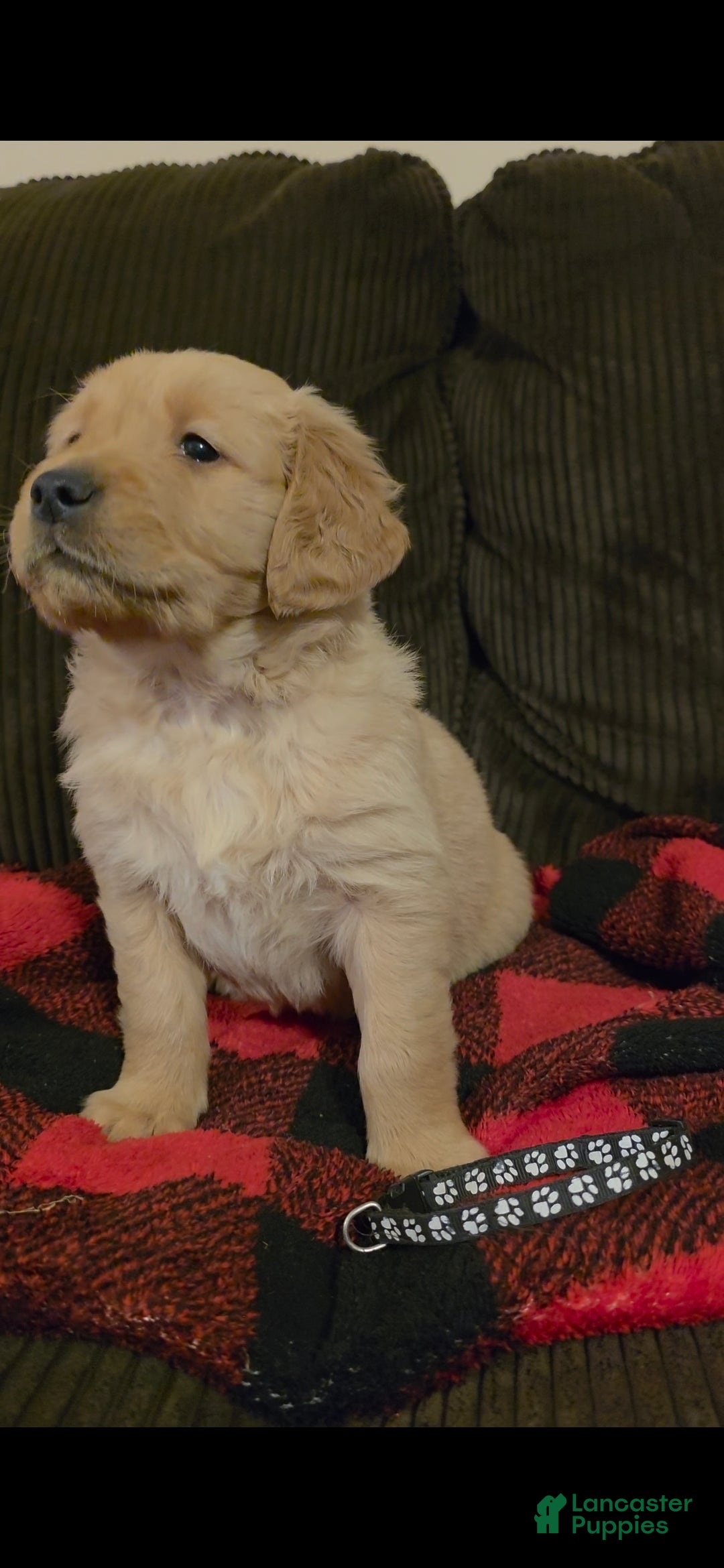 Golden Retriever dogs Teddy - Ad 35