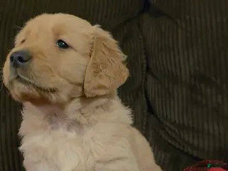 Golden Retriever dogs Teddy - Ad 39