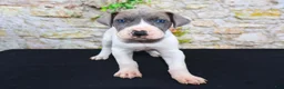 Great Dane dogs for sale: Janie - Ad 16