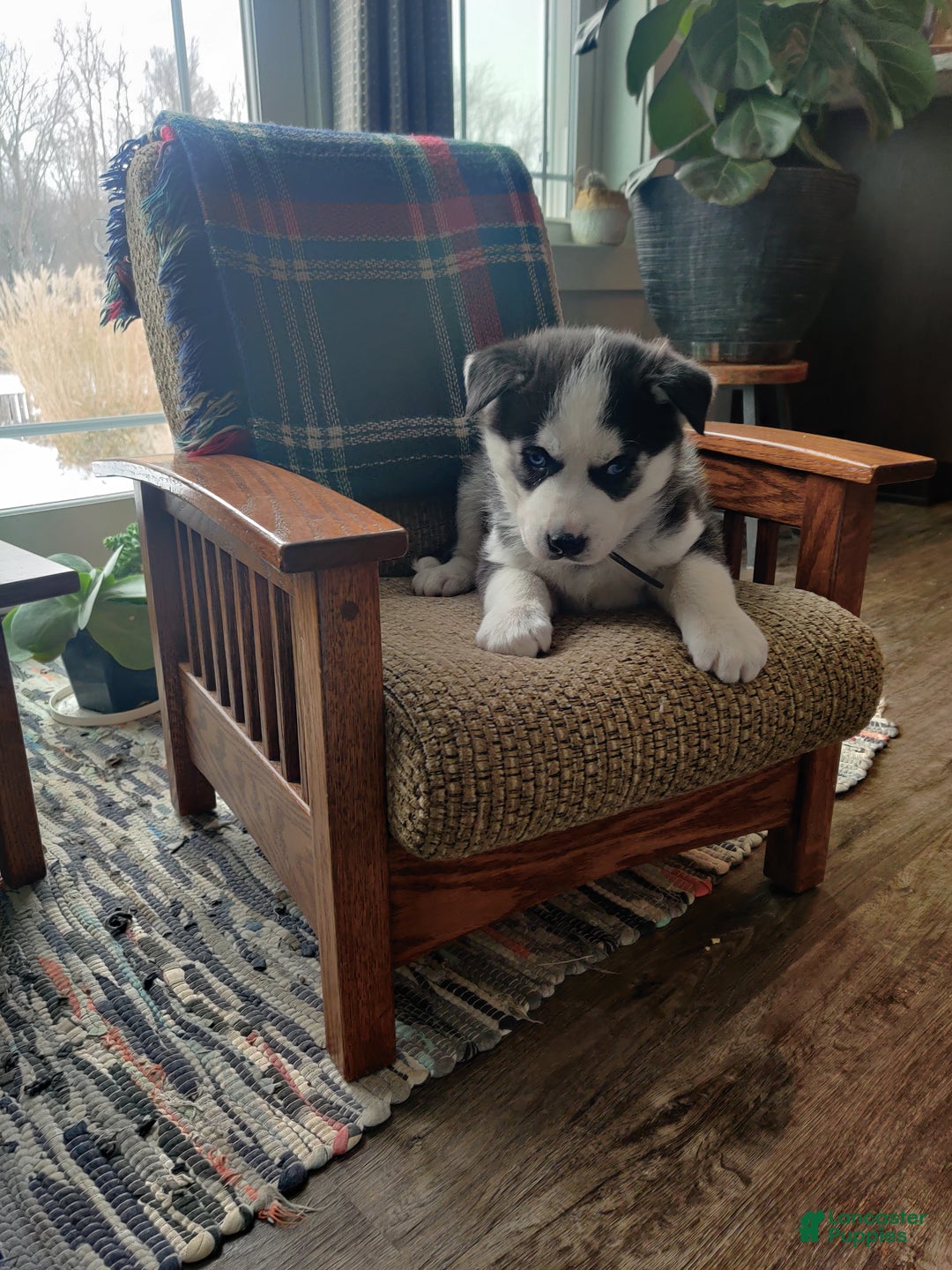 Siberian Husky dogs for sale: Aslan - Ad 4