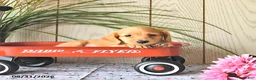 Miniature Dachshund dogs for sale: Max - Ad 4