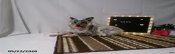 Australian Cattle Dog dogs for sale: Oreo - Ad 5