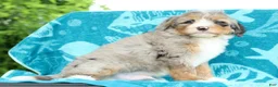 Mini Bernedoodle dogs for sale: Max - Ad 7