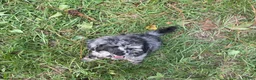 Miniature Poodle dogs for sale: Miniature Poodle 2 - Ad 5