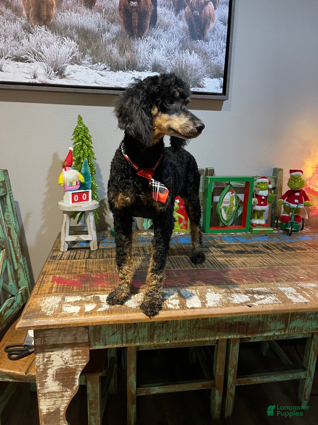 Miniature Poodle dogs for sale: Akc Cinch - Ad 7