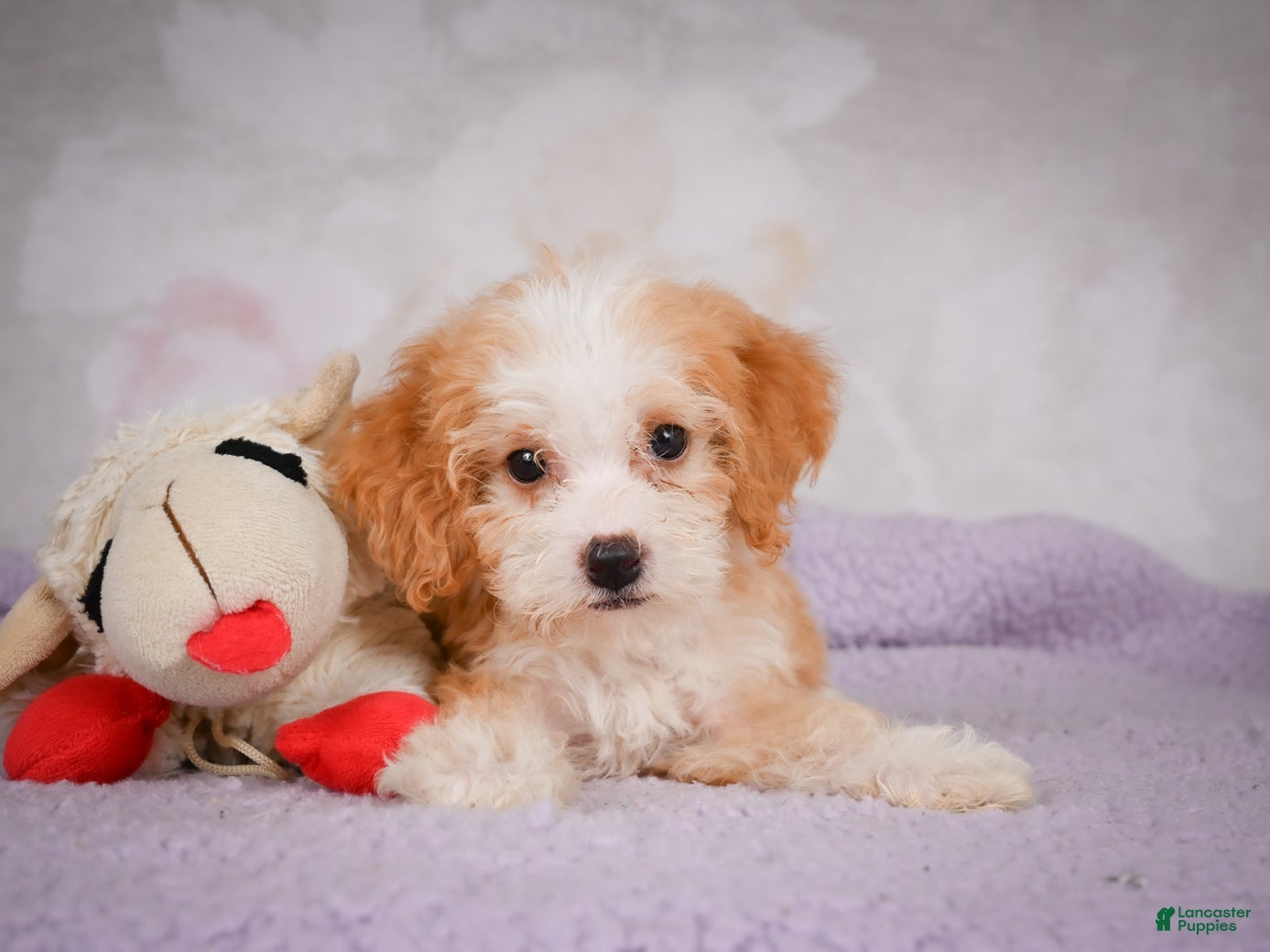 Mini Bernedoodle dogs Mandy - Ad 2