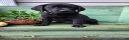 Labrador Retriever dogs for sale: Mia - Ad 3