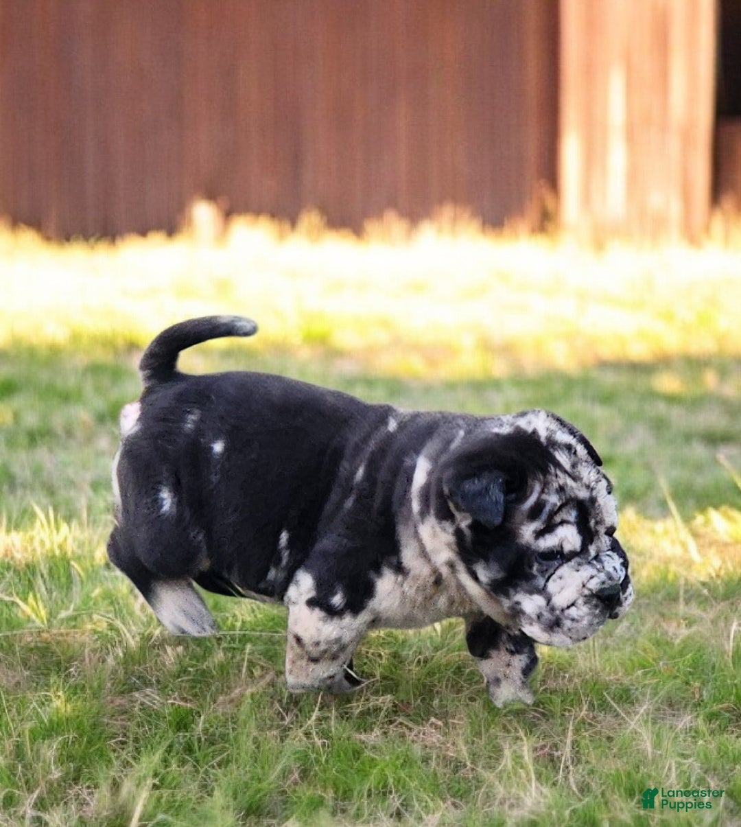 Shar Pei dogs for sale: Magic Mike merle mini - Ad 5