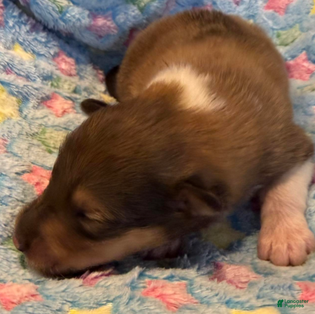 Collie dogs for sale: Scott - Ad 3