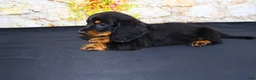 Miniature Dachshund dogs for sale: Ripp - Ad 10