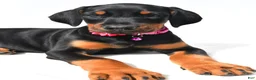 Doberman Pinscher dogs for sale: Buffy - Ad 3