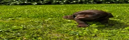 Labrador Retriever dogs for sale: Pascal - Ad 3
