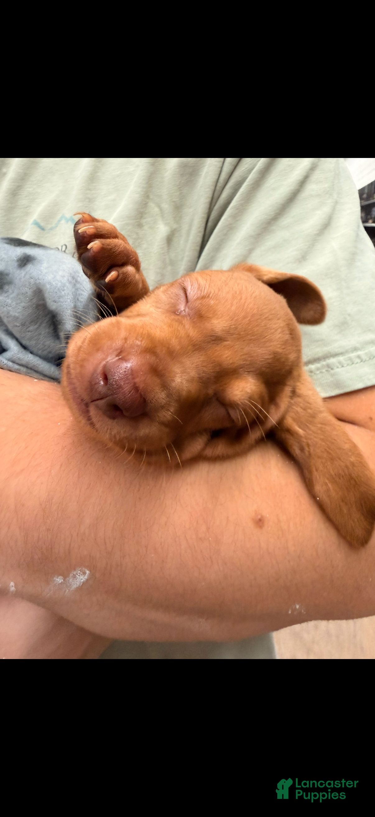 Vizsla dogs Green Male - Ad 2