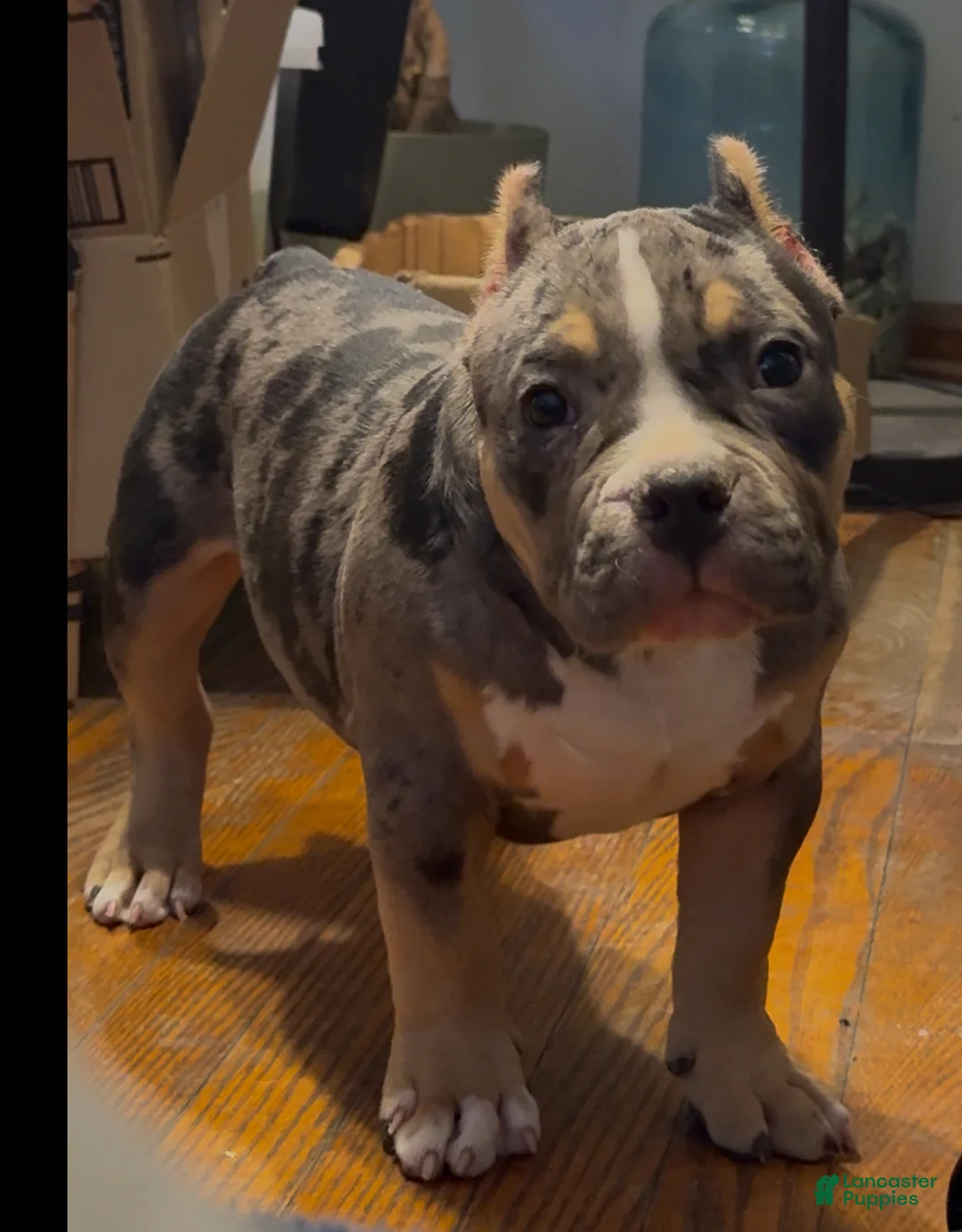 American Bully dogs for sale: American Bully Puppy 1 - Ad 12
