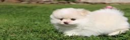 Pomeranian dogs for sale: Lola - Ad 10