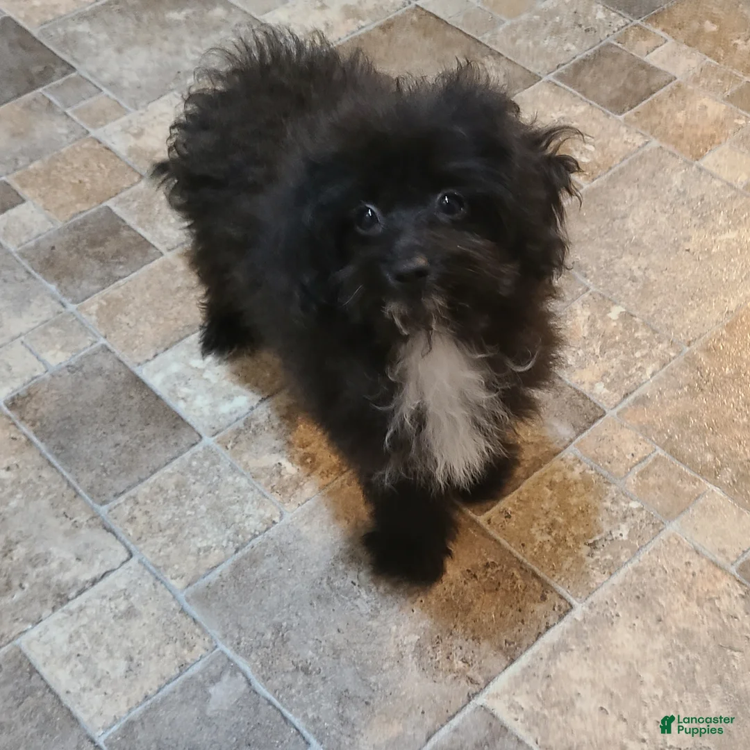 Pomapoo dogs for sale: Cooper - Ad 1