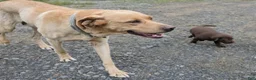 Labrador Retriever dogs for sale: Rosie - Ad 6