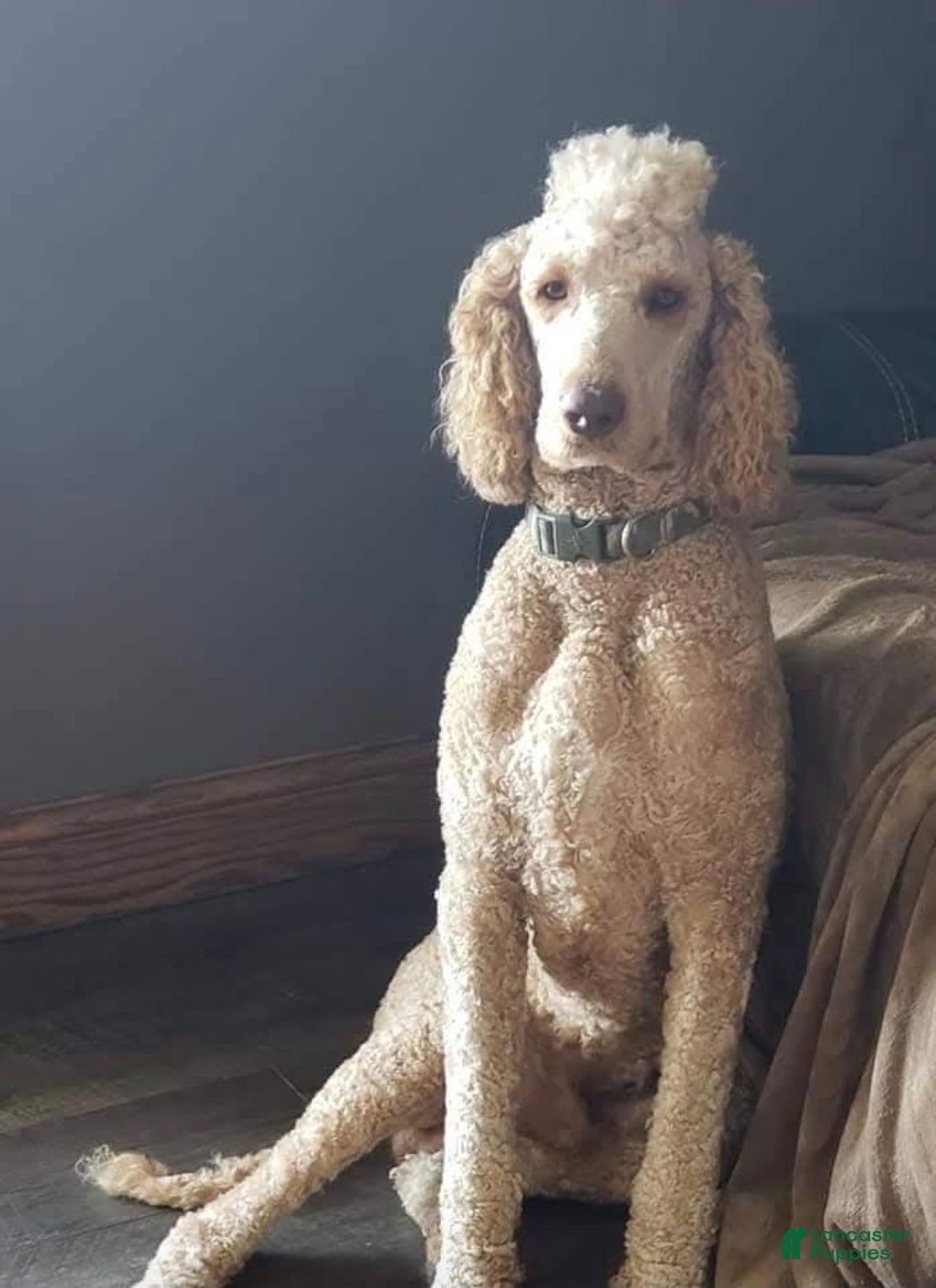 Standard Poodle dogs Bailey - Ad 15