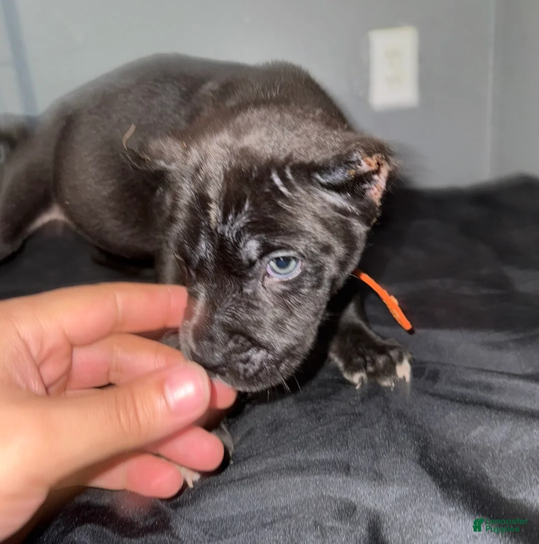 Cane Corso dogs for sale: Zoro - Ad 2