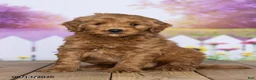 Mini Goldendoodle dogs for sale: Ella - Ad 2