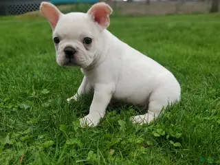 French Bulldog dogs for sale: CHASE - Ad 2