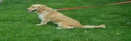 Goldendoodle dogs for sale: Beverly - Ad 7