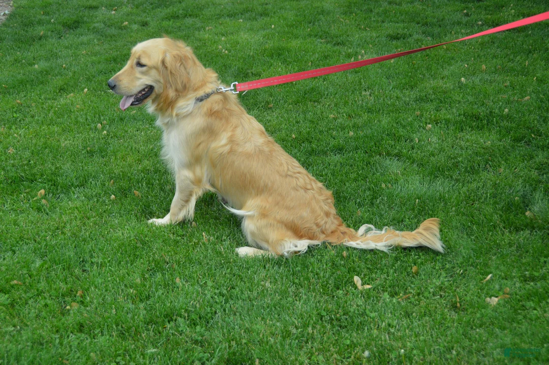 Goldendoodle dogs for sale: Beverly - Ad 7