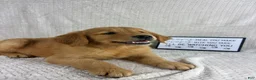 Golden Retriever dogs for sale: Ripley - Ad 2