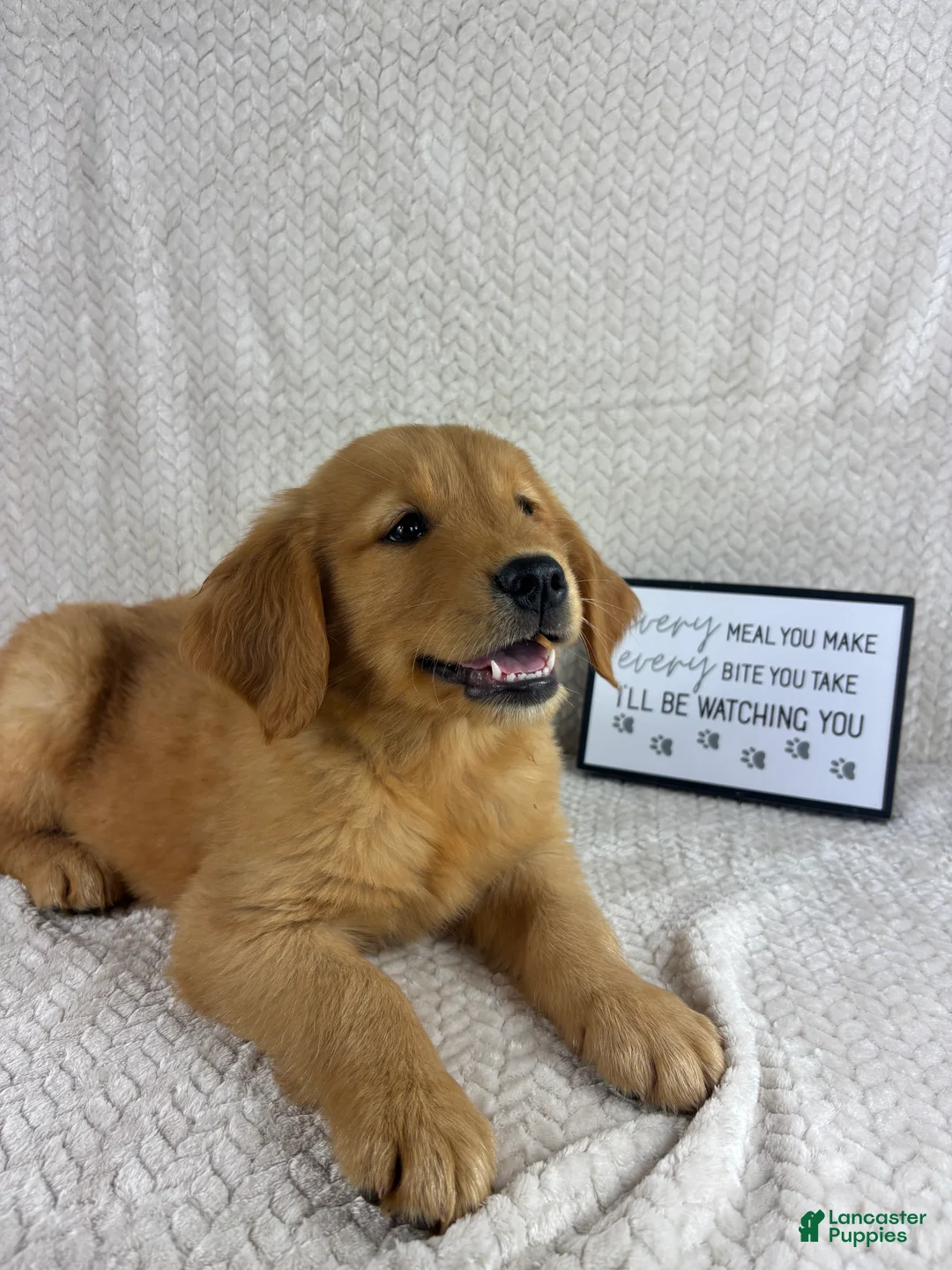 Golden Retriever dogs for sale: Ripley - Ad 2