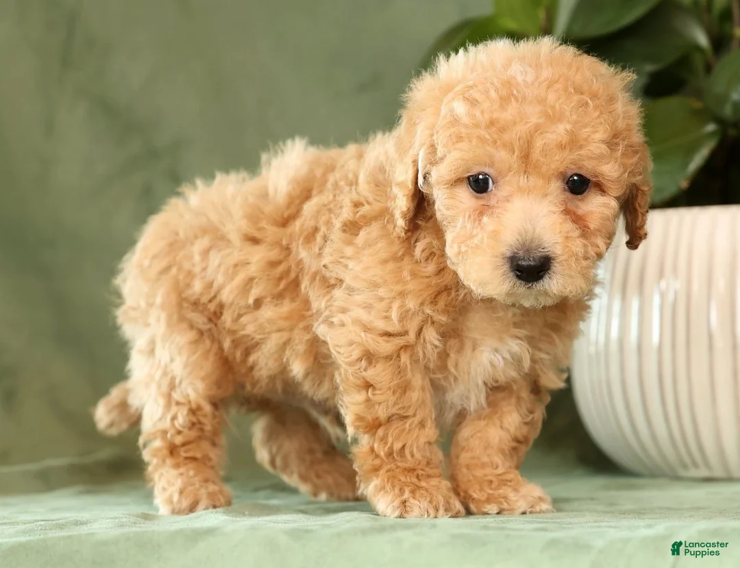 Bichpoo dogs for sale: Homer - Ad 7