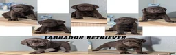 Labrador Retriever dogs for sale: Jewel - Ad 11