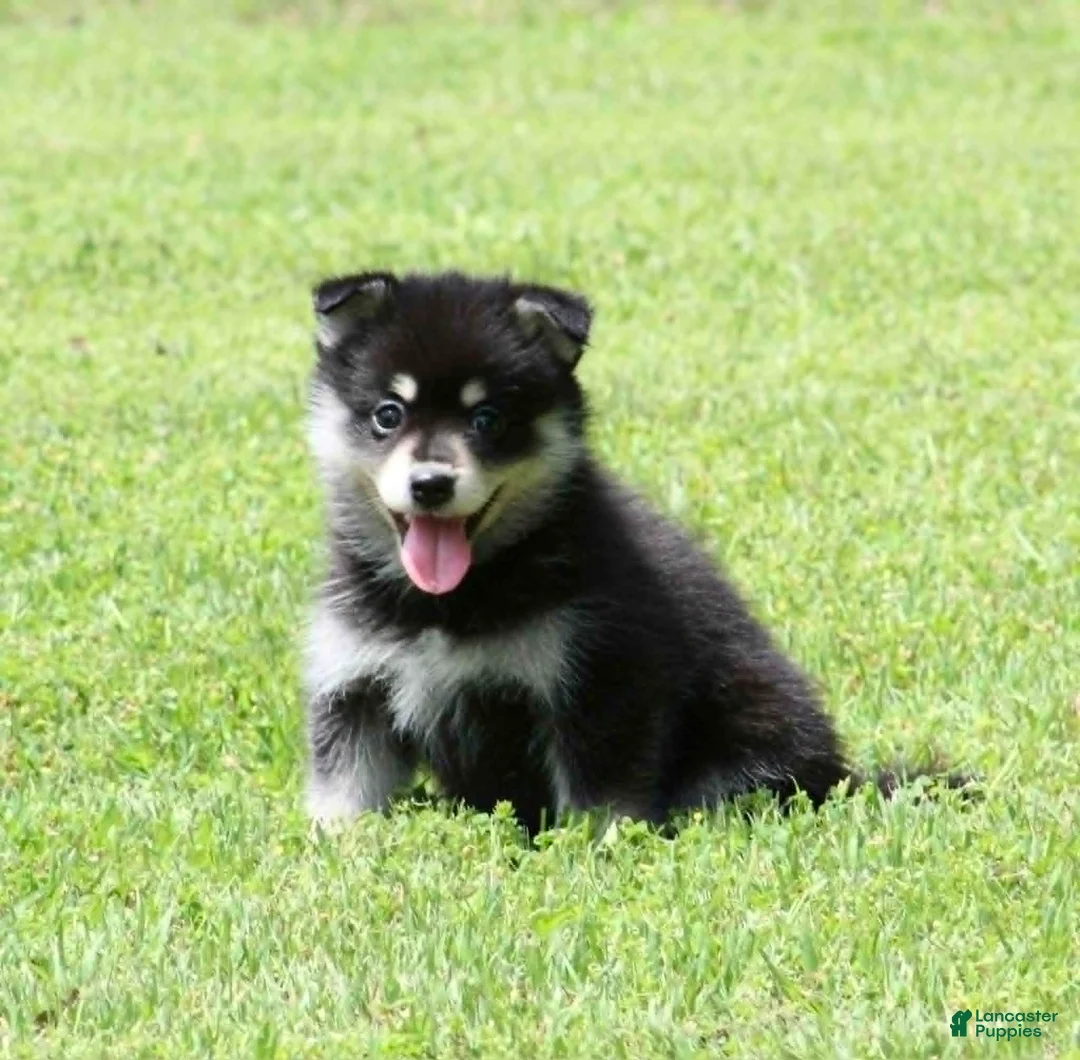 Pomsky dogs for sale: Dandy - Ad 2