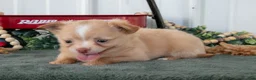 Chihuahua dogs for sale: Lucy - Ad 3