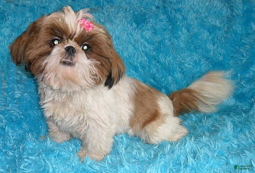 Shihpoo dogs for sale: Toby - Ad 7