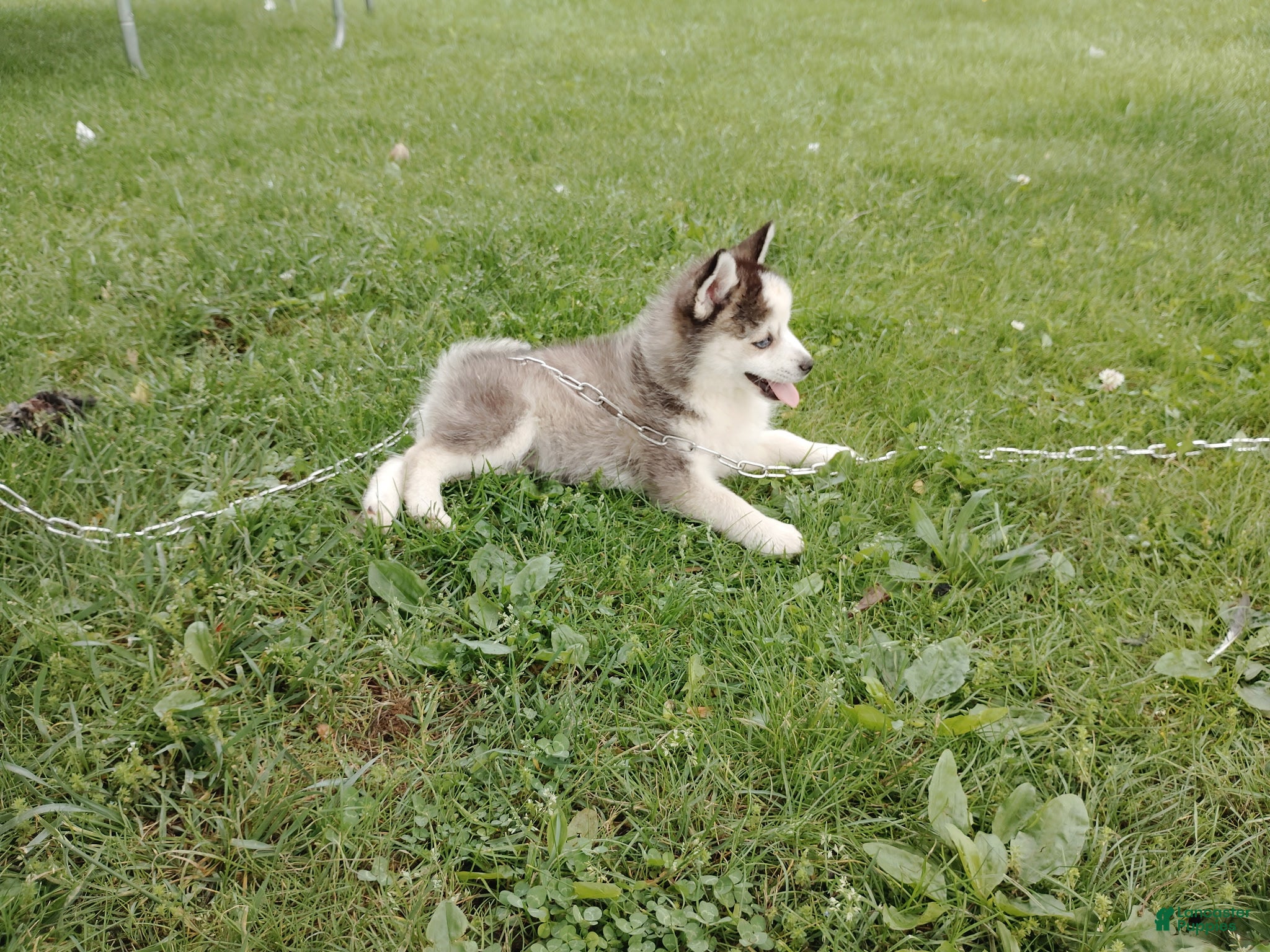 Pomsky dogs Aki - Ad 2