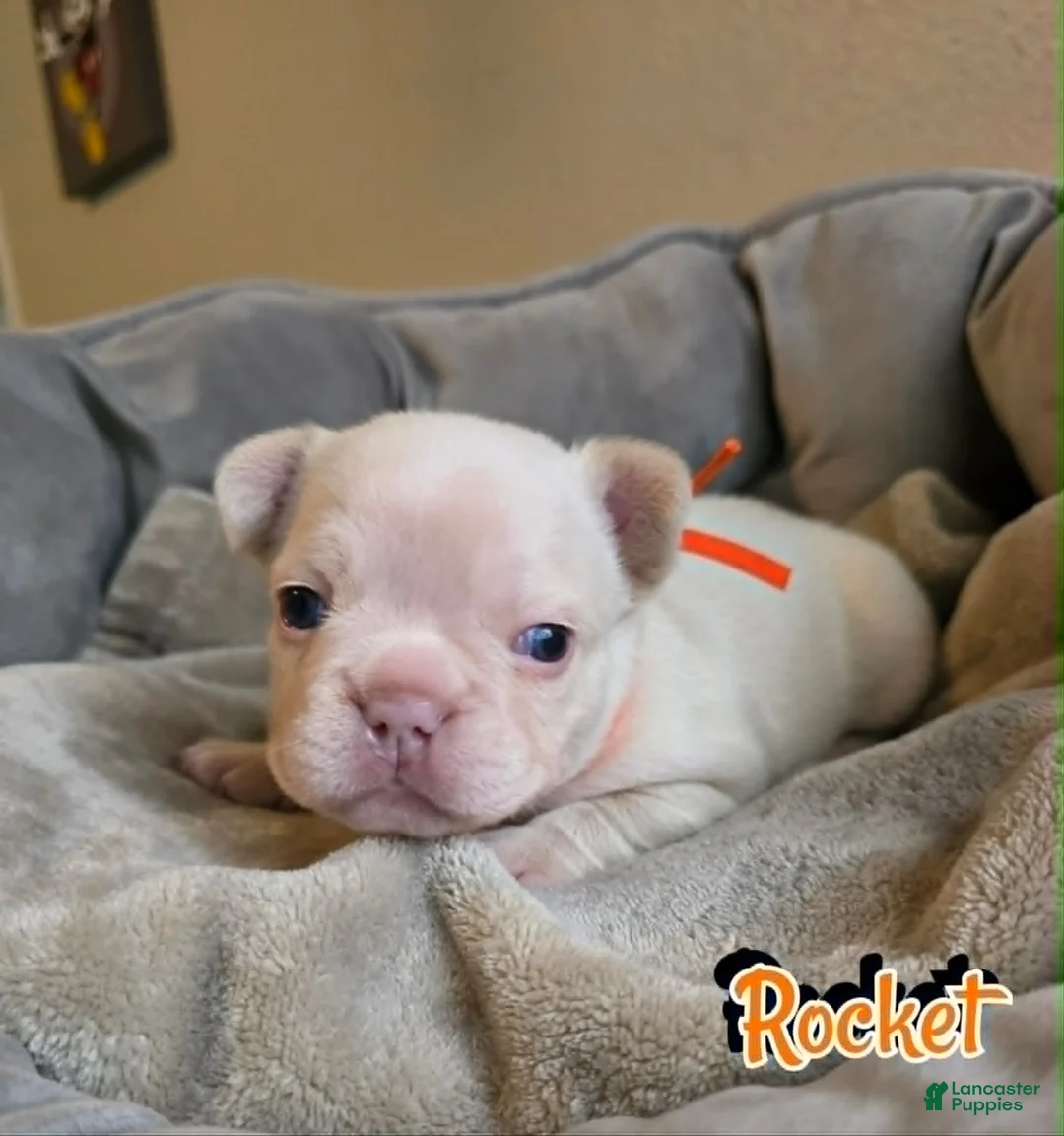 French Bulldog dogs for sale: Rocket - Ad 2