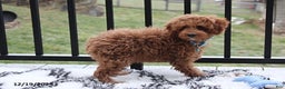 Toy Poodle dogs for sale: Patrick - Ad 3