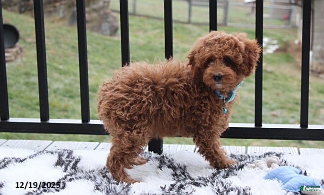 Toy Poodle dogs for sale: Patrick - Ad 3