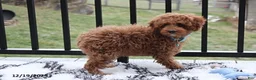 Toy Poodle dogs for sale: Patrick - Ad 17