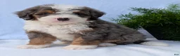 Mini Bernedoodle dogs for sale: Mini Banks  - Ad 12