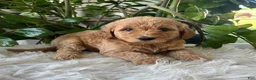 Mini Goldendoodle dogs for sale: Alyssa - Ad 3
