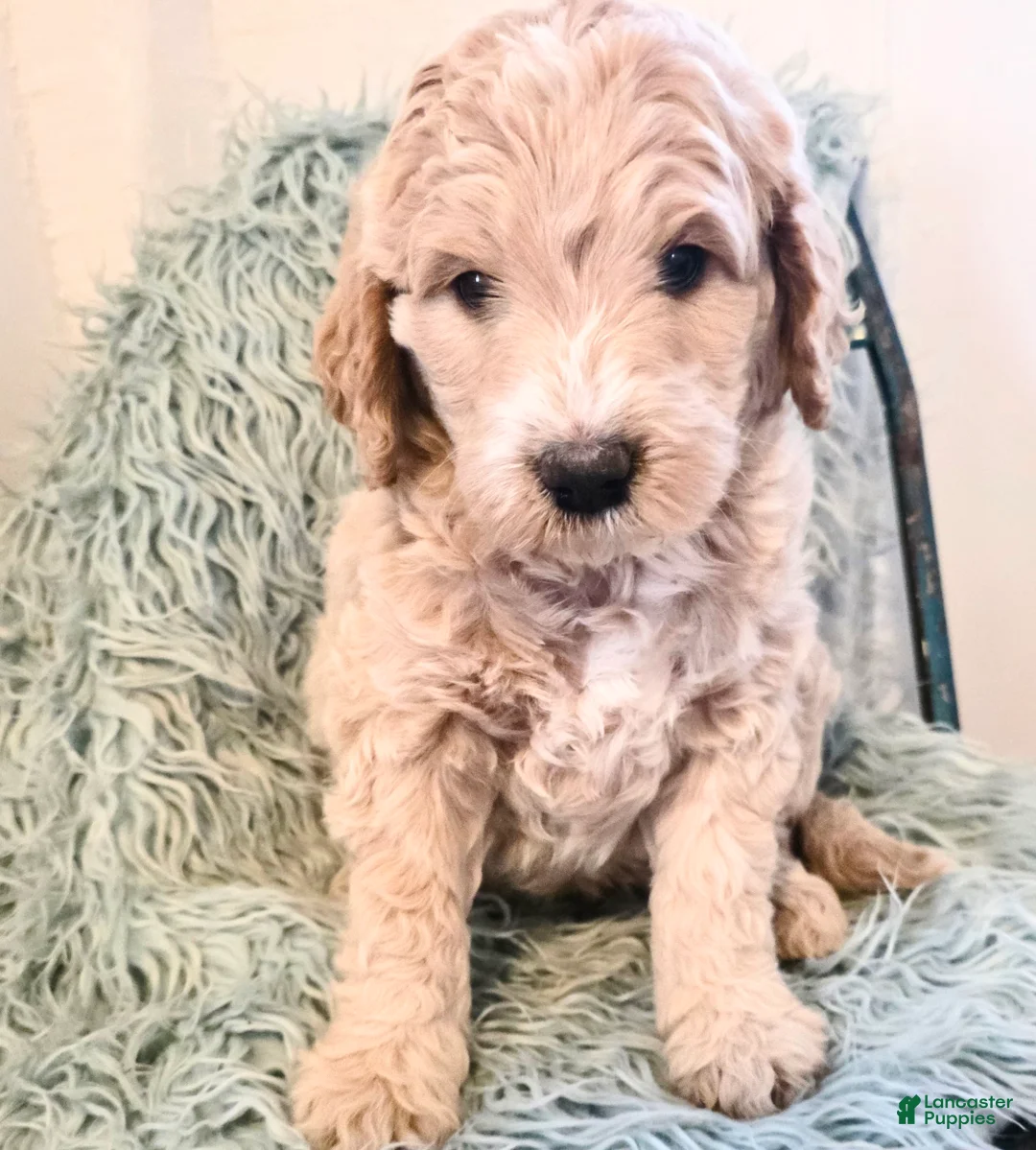 Mini Goldendoodle dogs for sale: Birch - Ad 2