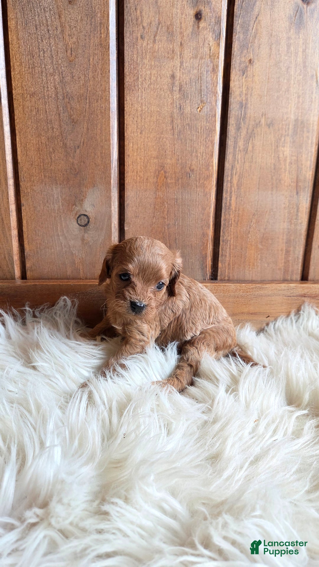 Cavapoo dogs for sale: River - Ad 18