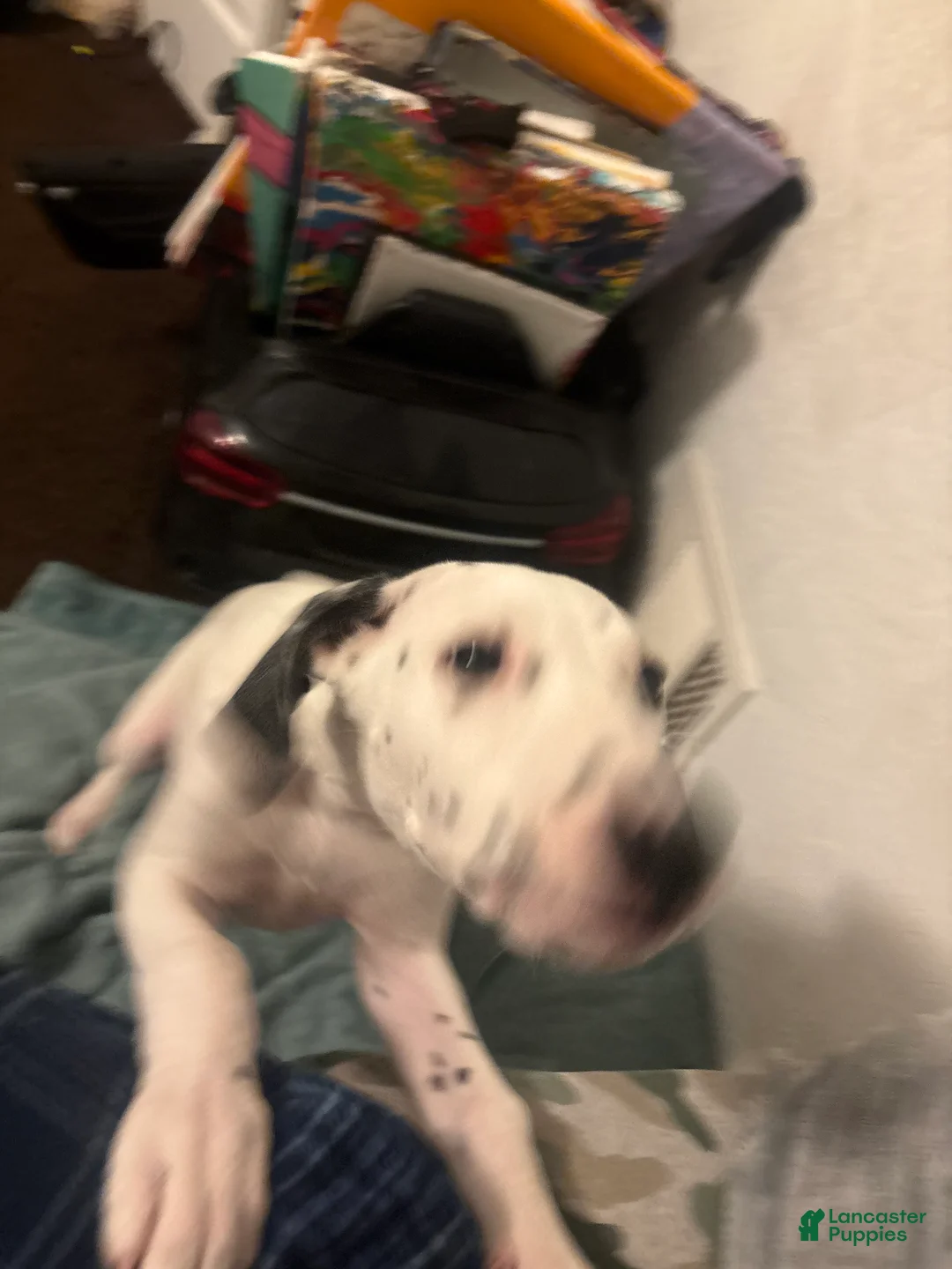 Mixed Breed dogs for sale: Mixed Breed Puppy 1 - Ad 7