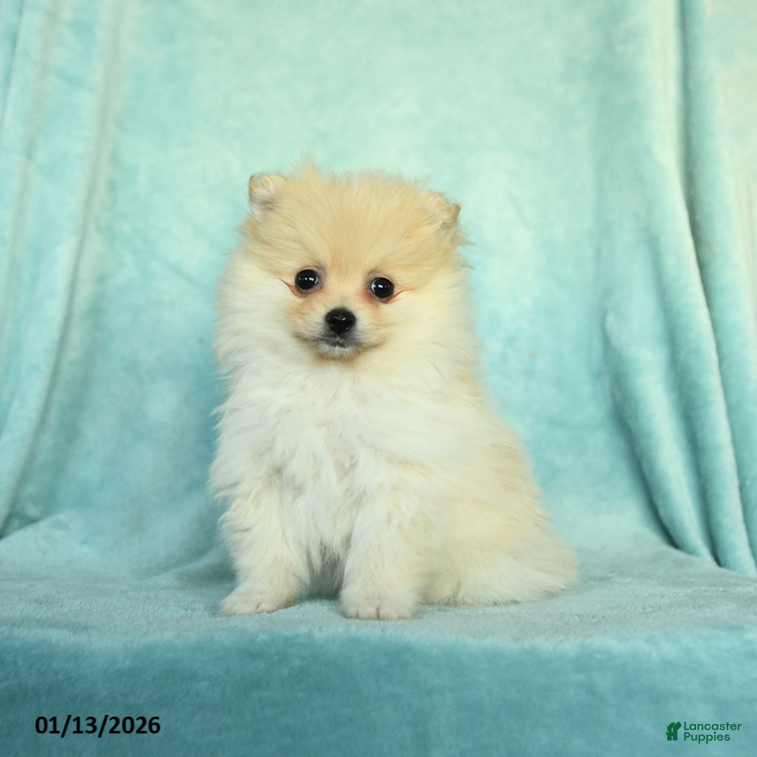 Pomeranian dogs for sale: Daffodil - Ad 1
