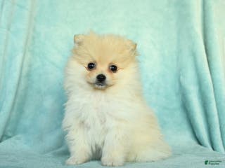 Pomeranian dogs for sale: Daffodil - Ad 1