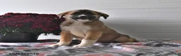 Mixed Breed dogs for sale: Sophie - Ad 3