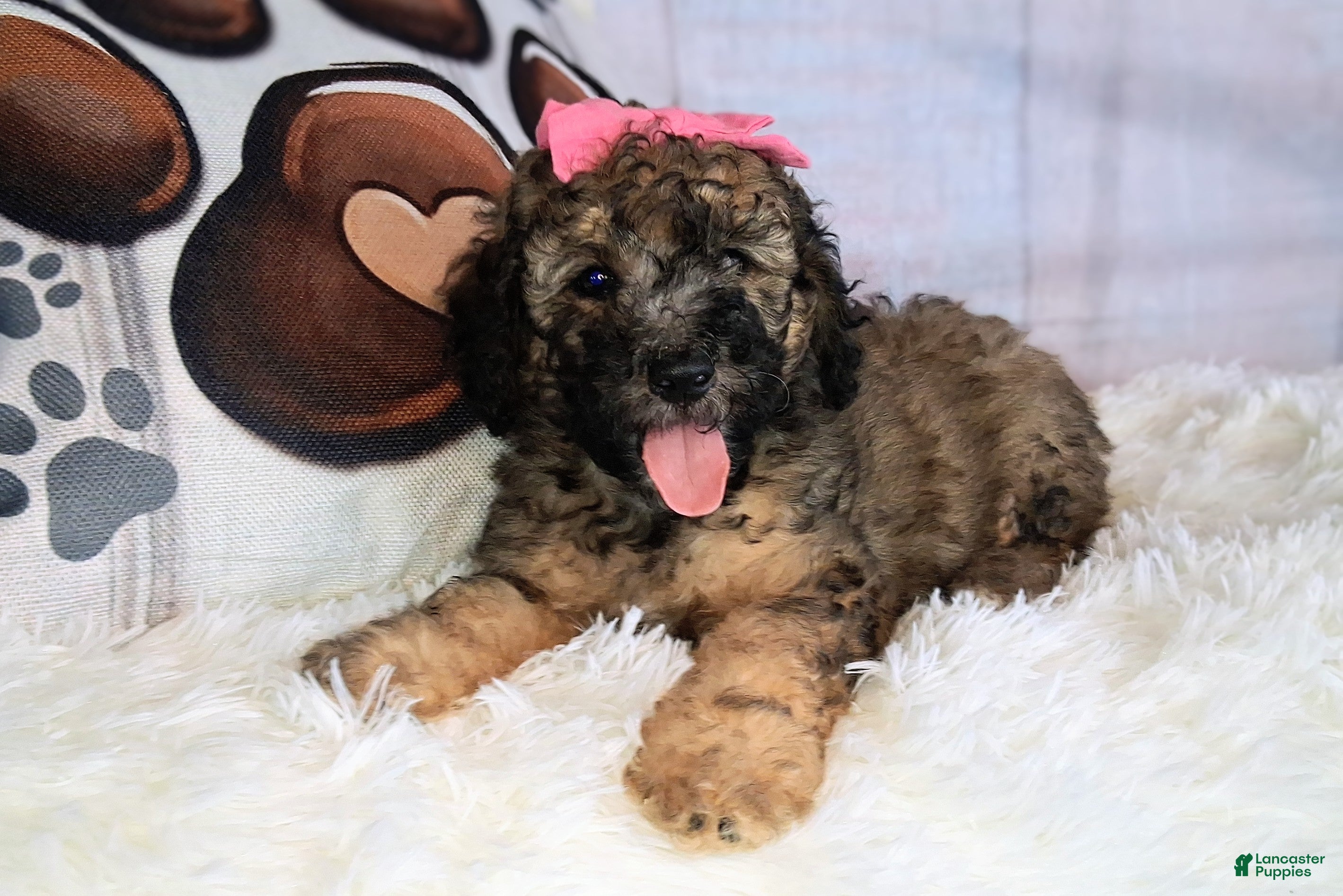 Saint Berdoodles dogs Stella Bella - Mini Saint Berdoodle - Ad 12