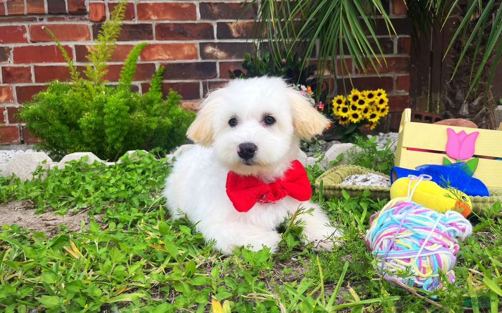 Maltipoo dogs Luke - Ad 1